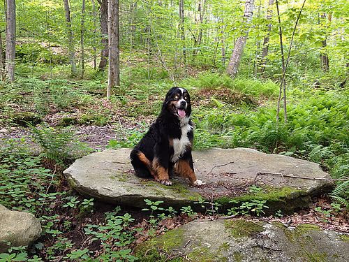 Mills Riverside Park Off Leash Area